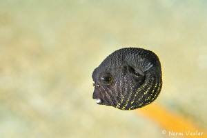 Tiny Pufferfish in Ambon Harbor by Norm Vexler 